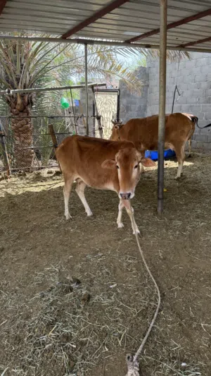 للبيع ابقار / اقرا الوصف