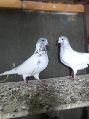 طواير شغاله