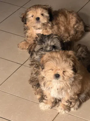 كلاب للتبني نثيتين و ذكر  Two female one male four months old ليس مطعمين