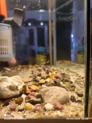 السلام عليكم سمك Red Jewel Cichlid أقرا وصف