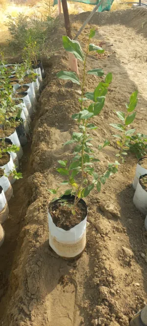 سدر محلي شتلات كبار