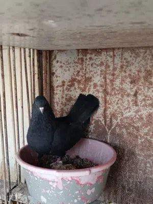 جوز حمام سود