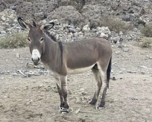 حمار مشاي للبيع الوصف مهم