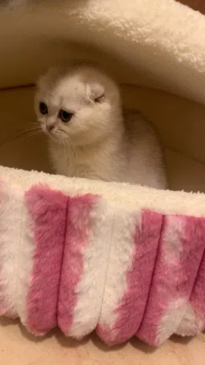متاحين قطط مستوى عالي