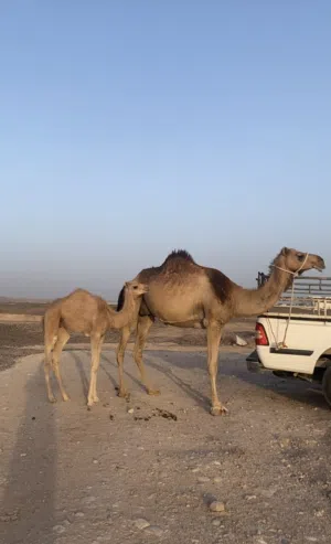 ناقه درعيه تحتها قعود ماشاءالله