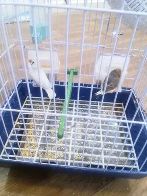 Birds2