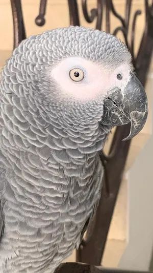 كاسكو أليف و متكلم