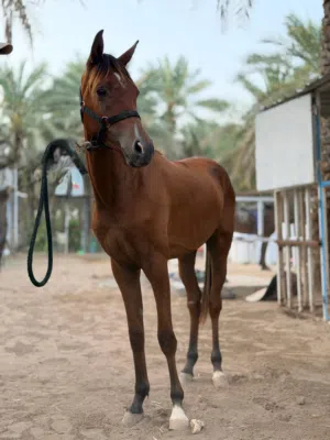 للبيع مهر عربي اصيل بدون اصابات