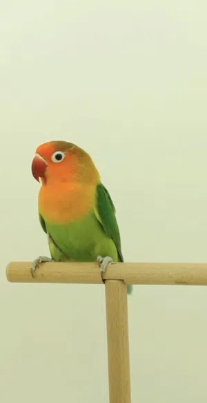 للبيع طير فشر اليف