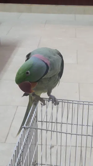 بغباء نيبالي ذكر بصحه حيده