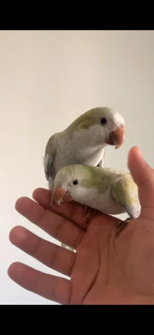ببغاء كويكر مونك Monk parakeet زوج اليف جدا ريش كامل خالين من جميع الأمراض منتجين من قبل ألوان نادرة