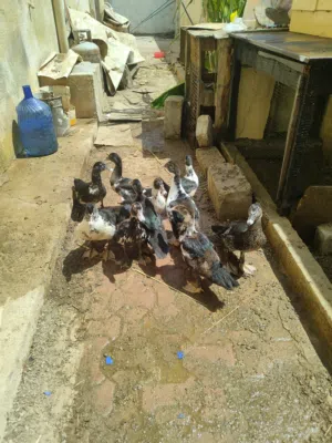 للبيع بط مصري