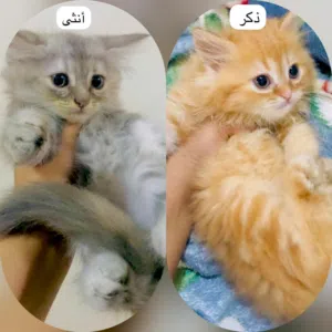بيع قطط شيرازي