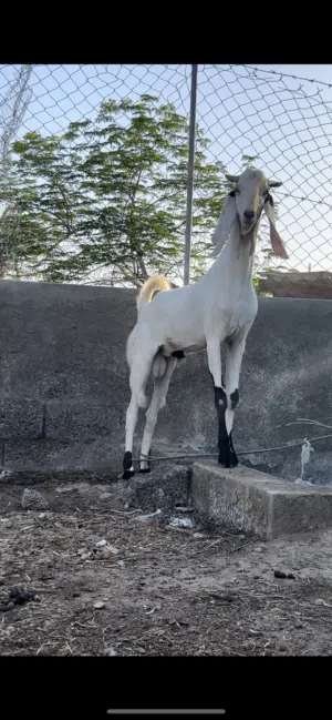 للبيع تيس باكستاني اصل مستوى فوق الممتاز جدا جدا ماشاءالله