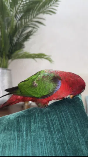 بغبغاء لوري