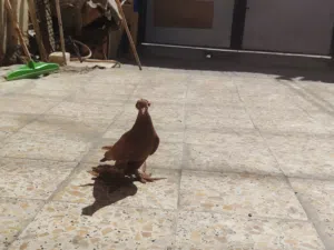 حمام راعبي اصلي احمر خط اول هنة 3