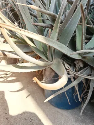 صبار بلدي اصلي