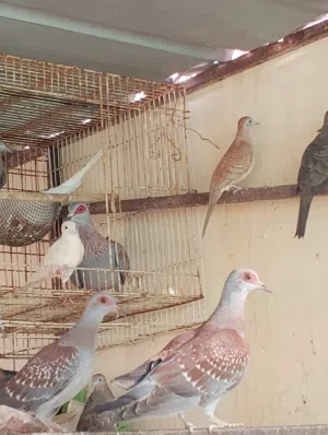 حمام ابو جفن