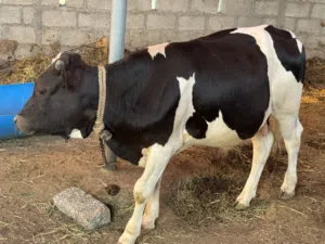 ثيران ظفاريه سمينه للبيع ب 450 الى 500 ريال حسب الحجم