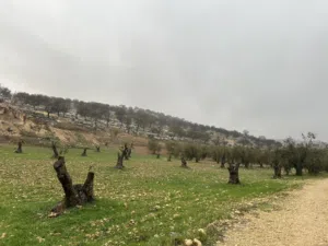 Farm Land for Sale in Zarqa Al-Alouk