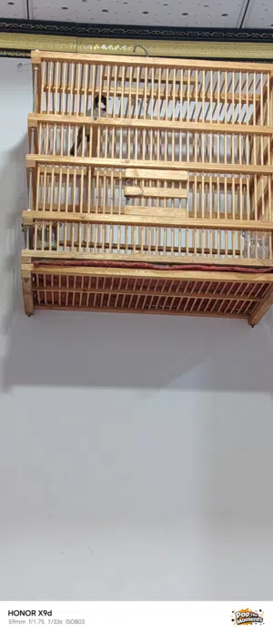 بلبل ابو الخصيب خشن وحنجرة قوية   مايسكت شوف الوصف