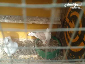 حمام زينه زوج للبيع نضيفات وبزارات مالات بيت