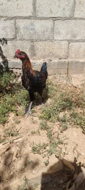 8 جاجات بلدي للبيع العمر 4 شهور