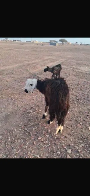 اغنام 2 للبيع