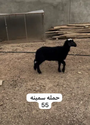 غنم مال صلاله وكبشان وحملات