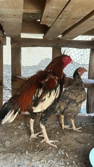 للبيع طيور باكستانية او للبدل