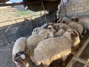 “أغنام طيبة وسلالات مميزة بأسعار منافسة.. الجودة التي تبحث عنها تجدها عندنا.