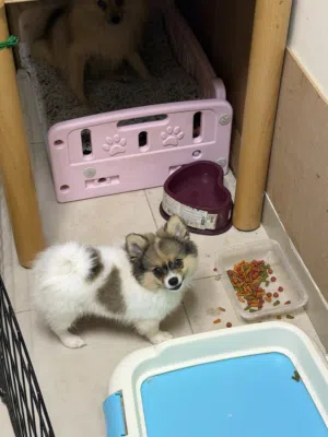 Pure Pomeranian Female