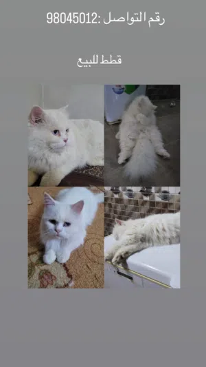 ثلاث قطط للبيع