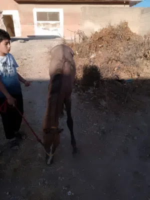 مهرة عمر 6شهور