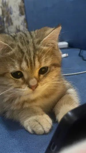 للبيع سكوتش ستريت