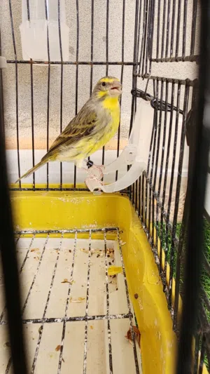 جغل هجين الكركرينو