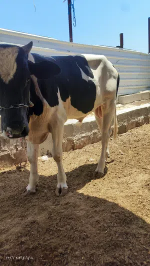 عجل البيع سمان وحلو معلوف براسه