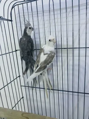 كوبية كوكتيل فرنسي محلية