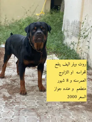 روت ويلر ذكر  بيتبول ذكر. جيرمن بلاك جاك انثى. اقرا الوصف