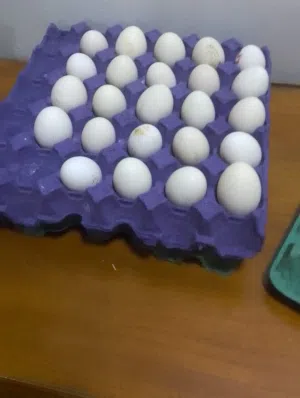 بيض دجاج للبيع