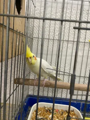 جواز ببغاء وعصافير جواز للبيع