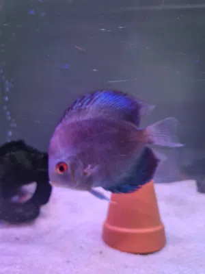 discus fish for sale 200 aed all
