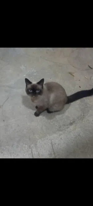 قط سيامي عمره ما يقارب السنتين