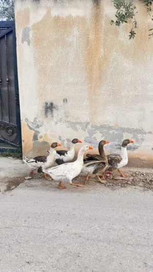 وز البيع ا