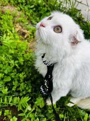 قط سكتوش ذكر