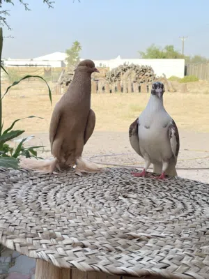 حمام زينه نفاخ مشرب