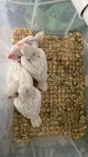 فراح درة البينو للزق اليدوي