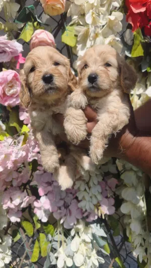 Cockapoo female and male