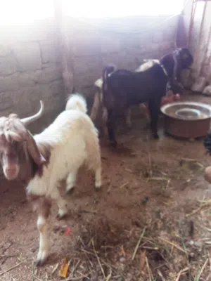 صخول ذكوره مال بيت للبيع