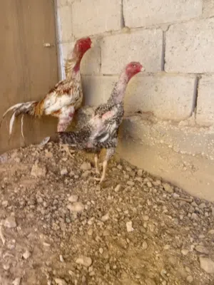 جاجه وديك هوشامو الناني